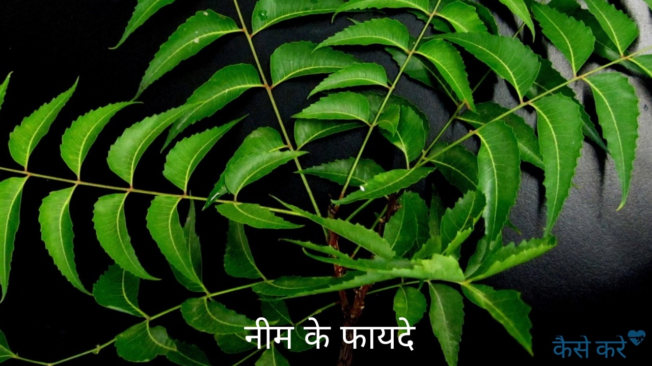 नीम के फायदे की जानकारी हिंदी में Neem tree Benefits in Hindi