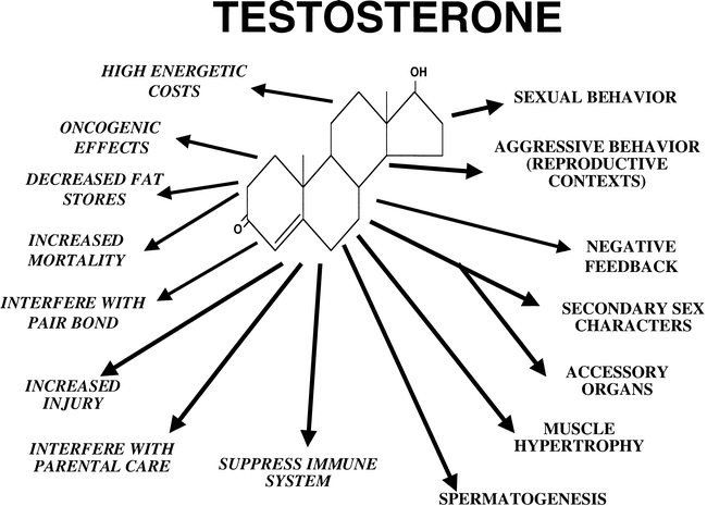 टेस्टोस्टेरोन क्या होता है 